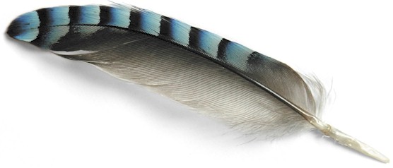 Jay Feather